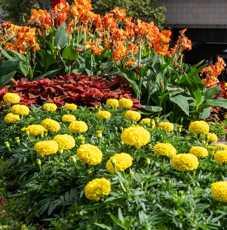 Summer 2024 Circular Quay Botanical Traditions